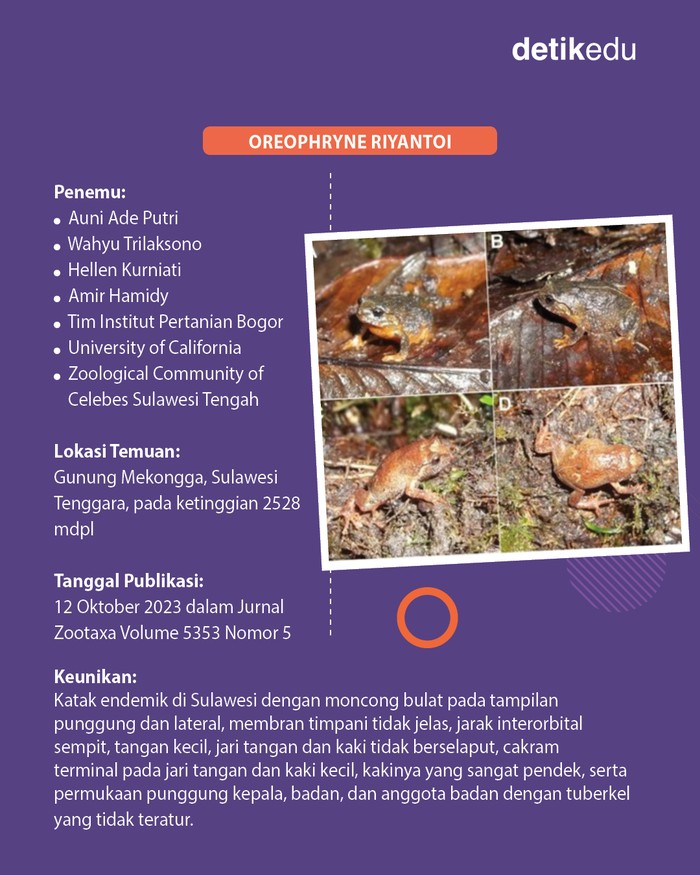 3 Spesies baru flora fauna di Indonesia diumumkan 2023 3 Spesies baru flora fauna di Indonesia diumumkan 2023