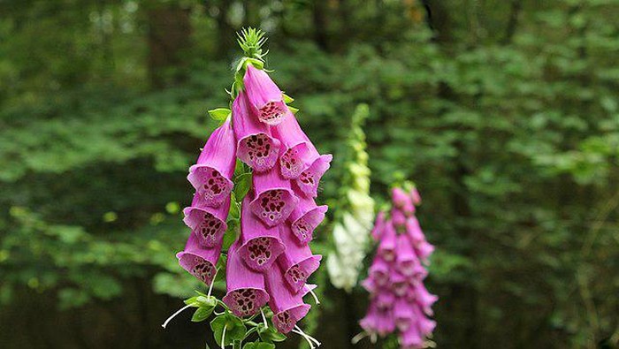 Ilustrasi bunga foxglove.