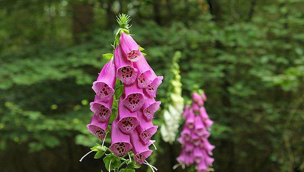 Ilustrasi bunga foxglove. Foto: Wikimedia Commons/Matthijs van den Berg