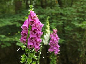 Arti Bunga Foxglove, Bunga yang Melambangkan Ketidaktulusan dan Ambisi