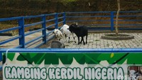 Kambing kerdil juga menjadi daya tarik tersendiri yang jarang ada di kebun binatang lain.  