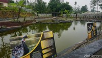 detikcom bersama BRI mengadakan program Jelajah Desa Brilian yang mengulas potensi dan inovasi desa di Indonesia baik dari segi perkembangan ekonomi, infrastruktur, hingga wisata serta dampaknya terhadap masyarakat lokal maupun nasional. Untuk mengetahui informasi program Desa BRIlian lebih lanjut, ikuti terus informasinya hanya di jelajahdesabrilian.detik.com!  