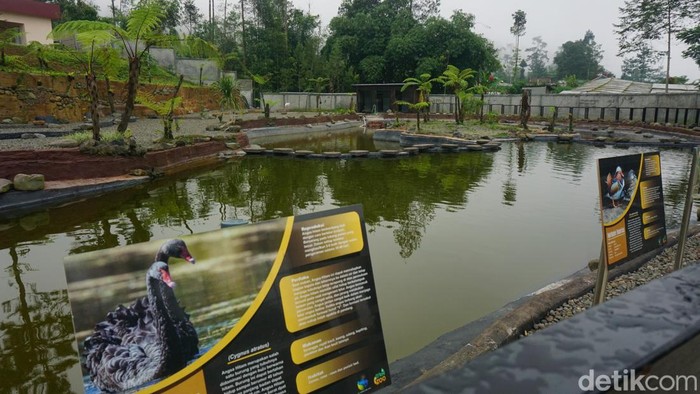 D’Las Zoo menjadi destinasi wisata menarik dari Kabupaten Purbalingga, Jawa Tengah. Pengunjung bisa melihat alpaka menggemaskan hingga kuda poni.