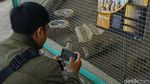 Gemasnya Alpaka hingga Kuda Poni di DLAS Zoo Purbalingga