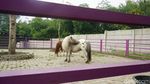 Gemasnya Alpaka hingga Kuda Poni di DLAS Zoo Purbalingga