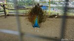 Gemasnya Alpaka hingga Kuda Poni di DLAS Zoo Purbalingga