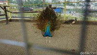 Selain di kandang aviary besar, ada juga burung merak di kandang lainnya.  