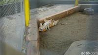 Hewan unik lainnya yakni Fennec Fox, ini merupakan rubah terkecil dengan telinga besar.  