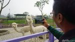 Gemasnya Alpaka hingga Kuda Poni di DLAS Zoo Purbalingga