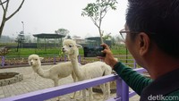 DLas Zoo memiliki konsep wisata edukasi keluarga dengan mendatangkan berbagai binatang eksotis, salah satunya alpaka yang menggemaskan ini.  