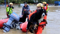 Petugas mengevakuasi warga dan hewan yang terjebak banjir. 