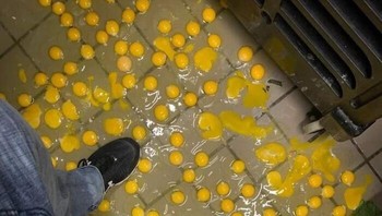 Ketika sebaskom telur tumpah ke lantai.... Foto: Boredpanda