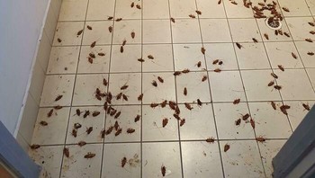 Siap-siap histeris ketika membuka toilet kantor dipenuhi kecoa. Foto: Boredpanda