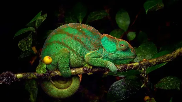 Kompetisi Fotografer Satwa Liar Eropa Tahun 2023