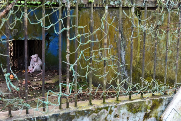 Seekor harimau sumatra (Panthera tigris sumatrae) berada di dalam kandang di Medan Zoo, Sumatera Utara, Senin (6/11/2023). Kebun binatang yang dibangun tahun 1952 dan memiliki luas 30 hektare tersebut kini kondisinya terbengkalai dengan koleksi hewan yang semakin berkurang. ANTARA FOTO/Fransisco Carolio/tom.