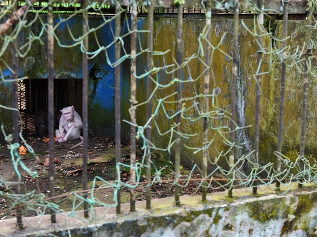 Medan Zoo Merana