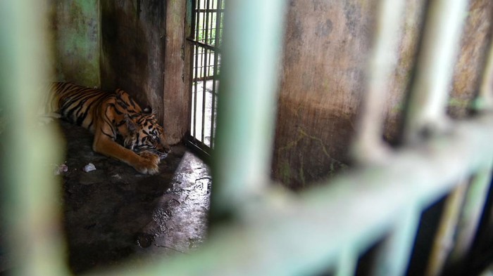 Seekor harimau sumatra (Panthera tigris sumatrae) berada di dalam kandang di Medan Zoo, Sumatera Utara, Senin (6/11/2023). Kebun binatang yang dibangun tahun 1952 dan memiliki luas 30 hektare tersebut kini kondisinya terbengkalai dengan koleksi hewan yang semakin berkurang. ANTARA FOTO/Fransisco Carolio/tom.