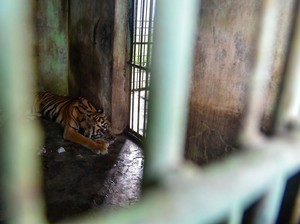 Nestapa Medan Zoo: Manusia hingga Satwa Terancam Akibat Finansial