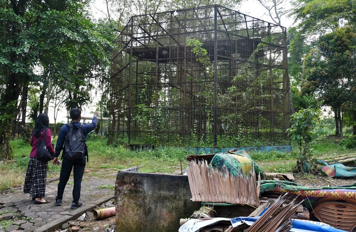 Seekor harimau sumatra (Panthera tigris sumatrae) berada di dalam kandang di Medan Zoo, Sumatera Utara, Senin (6/11/2023). Kebun binatang yang dibangun tahun 1952 dan memiliki luas 30 hektare tersebut kini kondisinya terbengkalai dengan koleksi hewan yang semakin berkurang. ANTARA FOTO/Fransisco Carolio/tom.