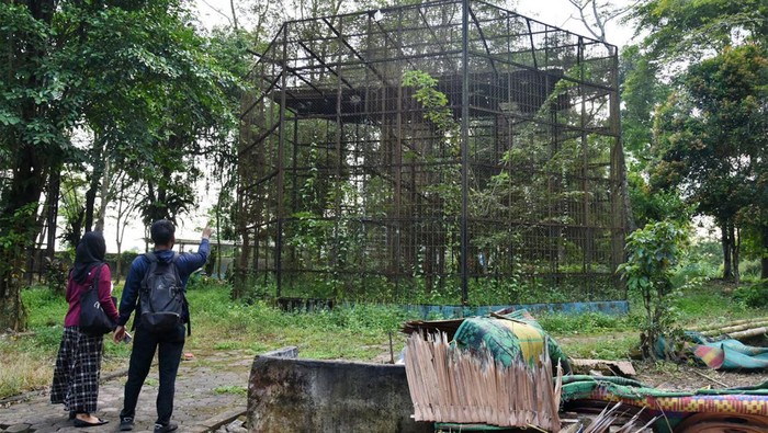 Seekor harimau sumatra (Panthera tigris sumatrae) berada di dalam kandang di Medan Zoo, Sumatera Utara, Senin (6/11/2023). Kebun binatang yang dibangun tahun 1952 dan memiliki luas 30 hektare tersebut kini kondisinya terbengkalai dengan koleksi hewan yang semakin berkurang. ANTARA FOTO/Fransisco Carolio/tom.