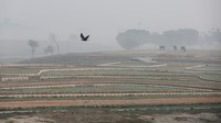 Para petani biasanya melakukan pembakaran lahan setelah panen pada Oktober-November. Praktik ini dilakukan selama bertahun-tahun dan asap yang dihasilkan menyumbang 30-40 persen polusi di Delhi.