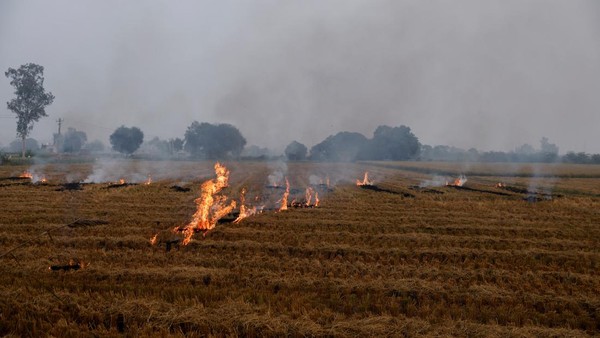 Mahkamah Agung India Minta Petani Setop Pembakaran Lahan