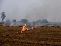 Mahkamah Agung India Minta Petani Setop Pembakaran Lahan