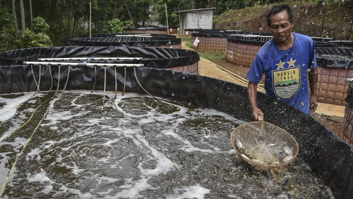 Omset Budi Daya Nila Tawar di Ciamis Ini Capai Rp18 Juta/Dua Pekan Foto udara pekerja memberi pakan ikan nila di tempat budi daya ikan nila air tawar sistem bioflok di Desa Sukajadi, Kabupaten Ciamis, Jawa Barat, Selasa (7/11/2023). Usaha itu bisa menghasilkan enam ton dari 12.500 benih ikan dalam 30 kolam, dengan omset yang didapat mencapai Rp18 juta per dua pekan. ANTARA FOTO/Adeng Bustomi/foc.