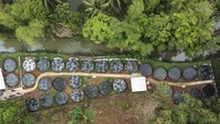 Budidaya ikan nila dengan sistem bioflok menghasilkan omzet mencapai Rp 18 juta per dua pekan.  