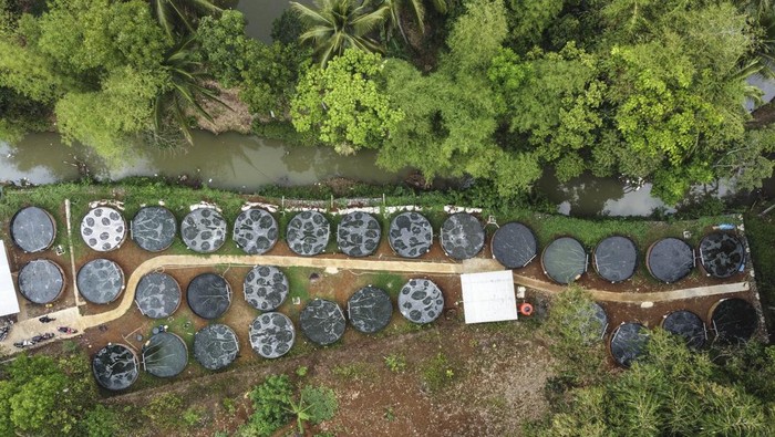 Foto udara pekerja memberi pakan ikan nila di tempat budi daya ikan nila air tawar sistem bioflok di Desa Sukajadi, Kabupaten Ciamis, Jawa Barat, Selasa (7/11/2023). Usaha itu bisa menghasilkan enam ton dari 12.500 benih ikan dalam 30 kolam, dengan omset yang didapat mencapai Rp18 juta per dua pekan. ANTARA FOTO/Adeng Bustomi/foc.