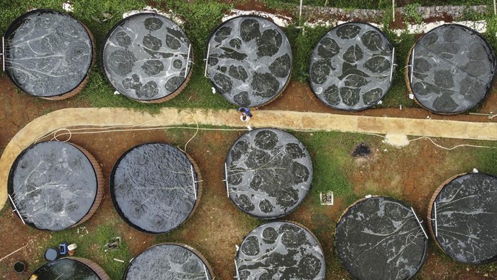 Omset Budi Daya Nila Tawar di Ciamis Ini Capai Rp18 Juta/Dua Pekan Foto udara pekerja memberi pakan ikan nila di tempat budi daya ikan nila air tawar sistem bioflok di Desa Sukajadi, Kabupaten Ciamis, Jawa Barat, Selasa (7/11/2023). Usaha itu bisa menghasilkan enam ton dari 12.500 benih ikan dalam 30 kolam, dengan omset yang didapat mencapai Rp18 juta per dua pekan. ANTARA FOTO/Adeng Bustomi/foc.