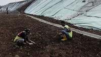 Pekerja menanam rumput di area pembangunan ruang terbuka hijau, Cilaku, Kabupaten Cianjur, Jawa Barat, Senin (6/11/2023).