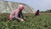 Pembangunan ruang terbuka hijau di lahan bekas TPA Pasir Sembung seluas tujuh hektare itu ditargetkan selesai pada akhir 2023. 