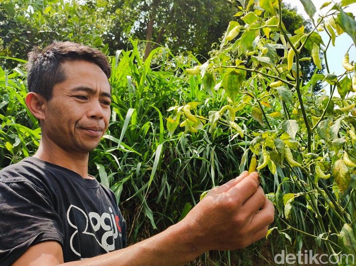 Petani Cabai di Lembang yang Gagal Panen