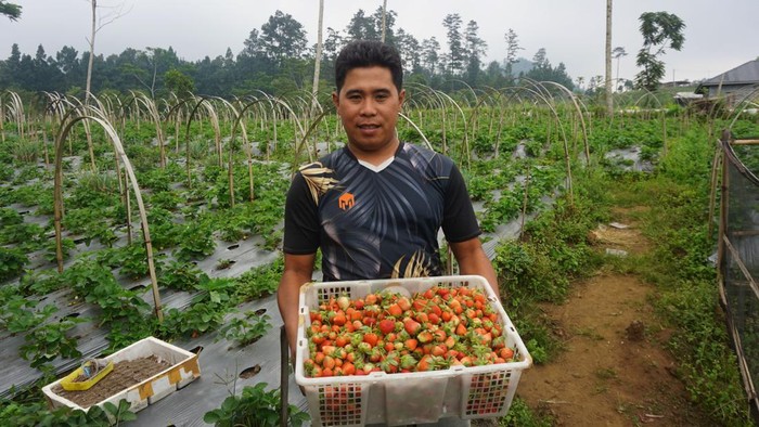 Petani stroberi di Purbalingga