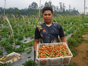Kisah Petani Stroberi di Kaki Gunung Slamet Raup Omzet Rp 180 Juta/Bulan