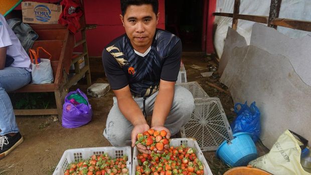Petani stroberi di Purbalingga