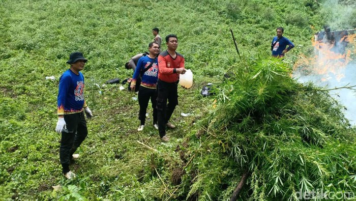 Polisi menemukan lima hektare ladang ganja di Madina