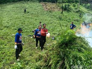 Polisi Temukan 5 Hektare Ladang Ganja di Madina, Pemilik Diburu