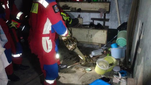 Ular kobra dewasa bersembunyi di kandang burung di dalam aviari di kantor kelurahan di Ciracas, Jaktim. Ular berbisa itu diketahui petugas PPSU. (dok Damkar Jaktim)