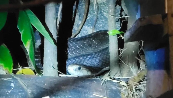 Ular kobra dewasa bersembunyi di kandang burung di dalam aviari di kantor kelurahan di Ciracas, Jaktim. Ular berbisa itu diketahui petugas PPSU. (dok Damkar Jaktim)