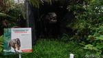 Wow... Ada Dinosaurus di Purbalingga