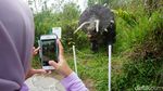 Wow... Ada Dinosaurus di Purbalingga