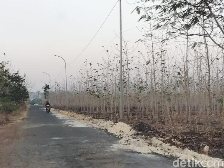 Hutan Jati Bojonegoro yang Meranggas di Penghujung Kemarau