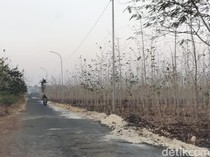 Hutan Jati Bojonegoro yang Meranggas di Penghujung Kemarau