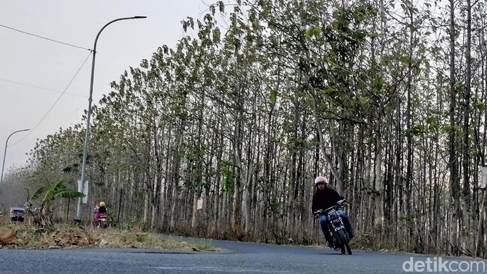 Hutan Jati Bojonegero Yang Mengering Hutan Jati Bojonegero Yang Mengering
