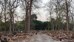 Hutan Jati Bojonegoro yang Meranggas di Penghujung Kemarau