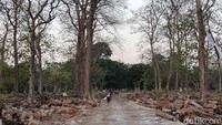 Salah satunya bisa ditemukan di hutan jati yang berada di Kecamatan Dander.