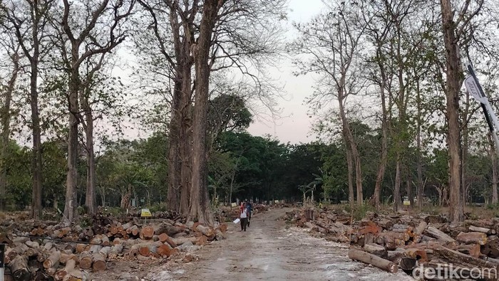 Hutan Jati Bojonegero Yang Mengering Hutan Jati Bojonegero Yang Mengering