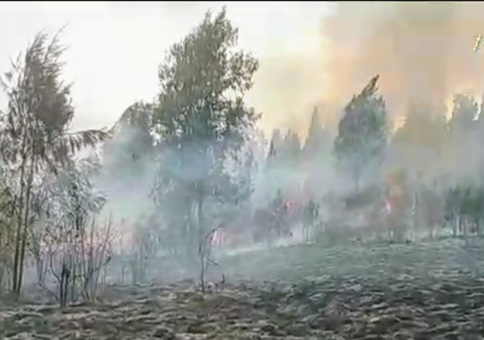 Kawasan Cikasur Gunung Argopuro terbakar